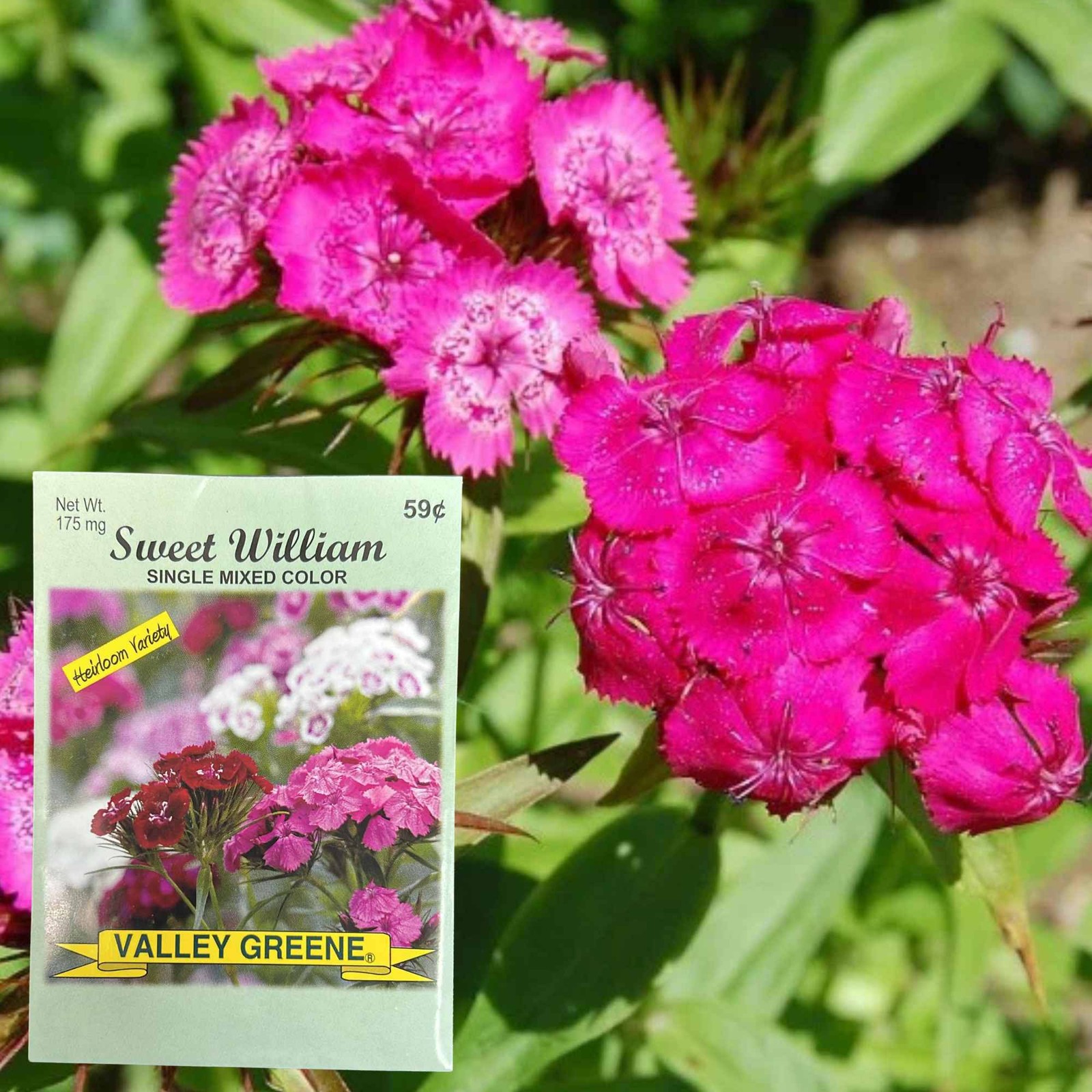 Valley Greene 175mg Sweet William Seeds–Single Color:2CT