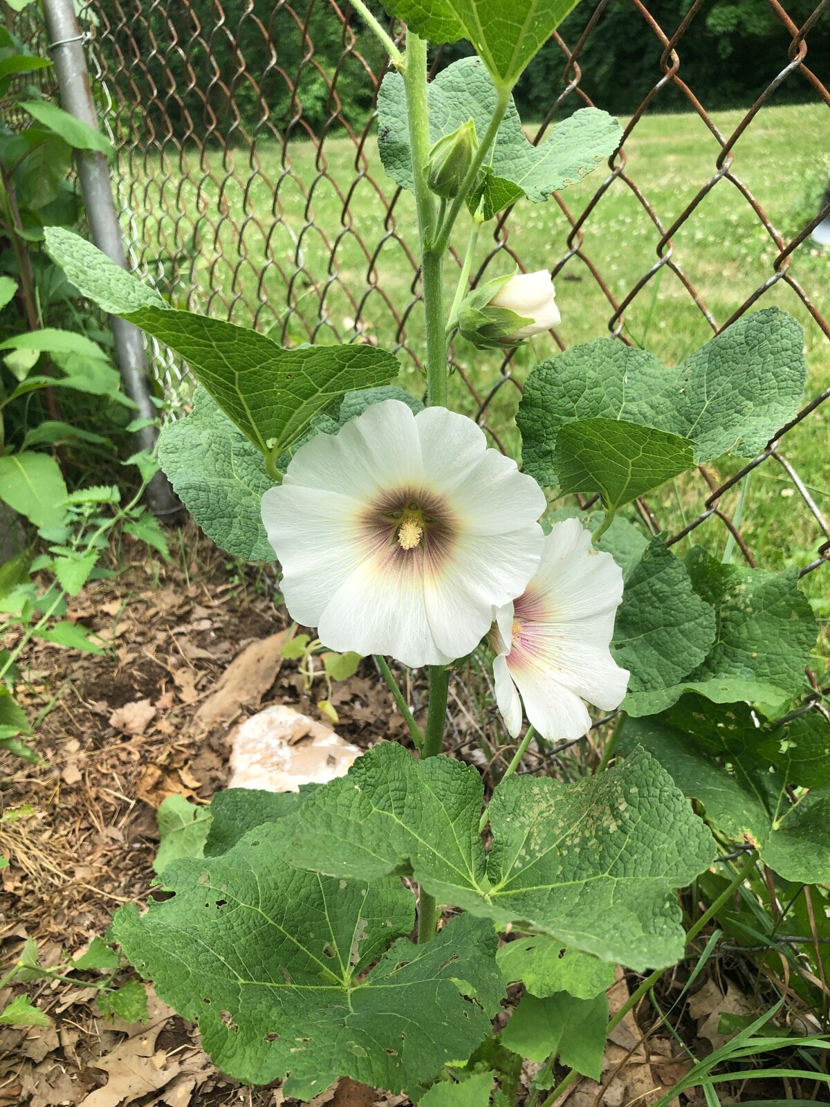 FRESH SEEDS Heirloom Old Fashion HOLLYHOCK Single Color Mix*Organic*Pollinators!