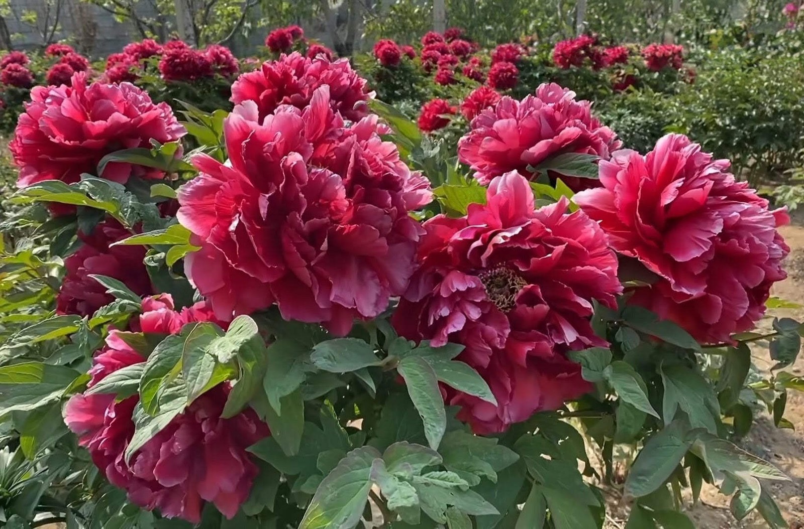 “Kao” large flower Japanese tree peony