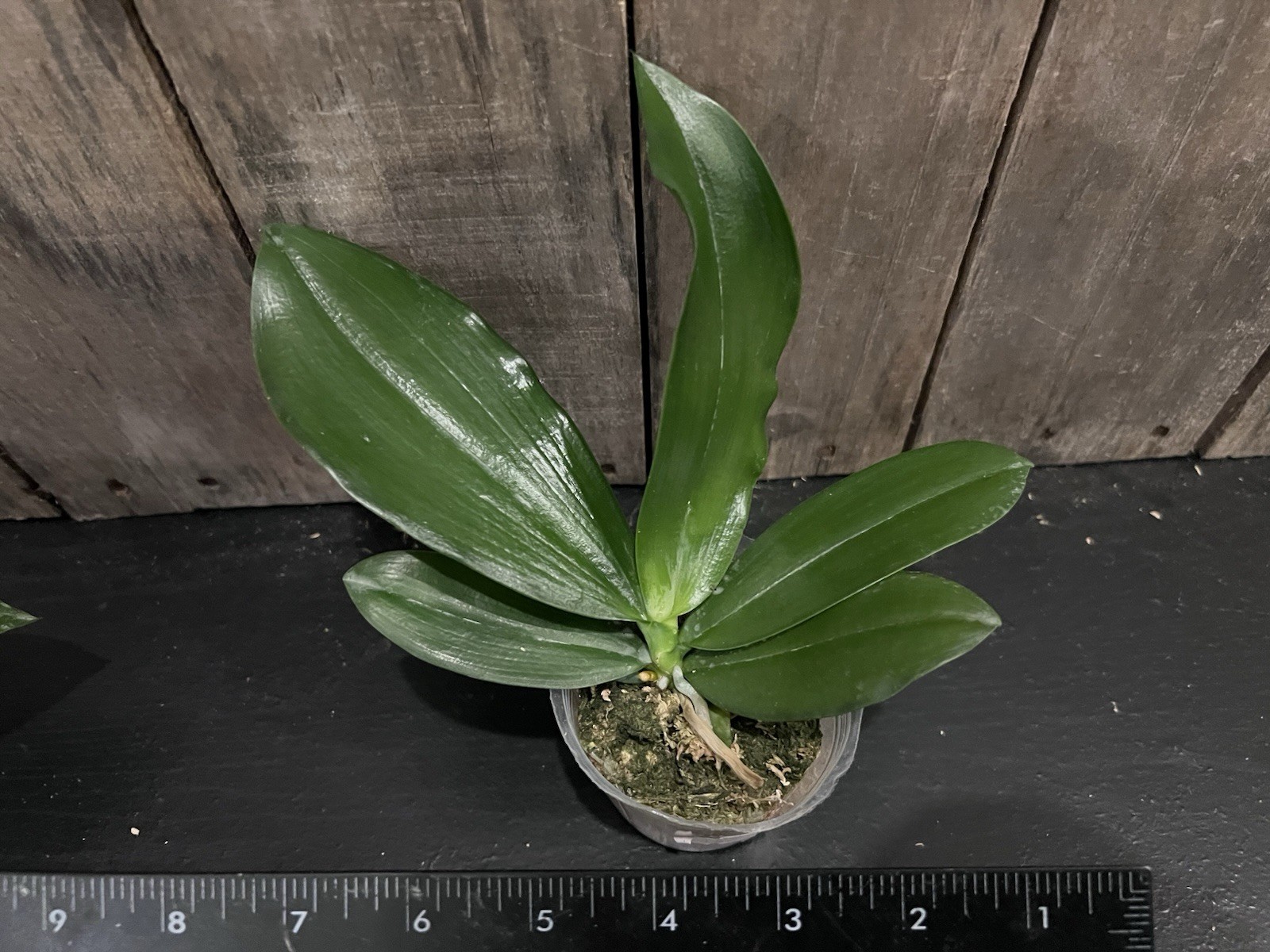 Phal. Miki Fly Eagle C1 ‘Edison’, Blooming Size, Fragrant, FREE Shipping