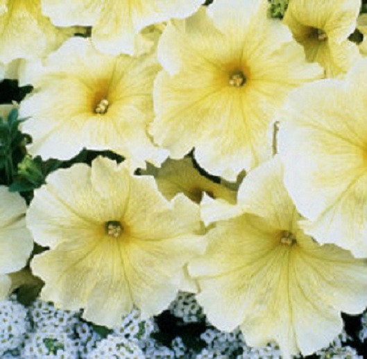 50 Petunia Seeds Pelleted Prism Sunshine Petunia Seeds