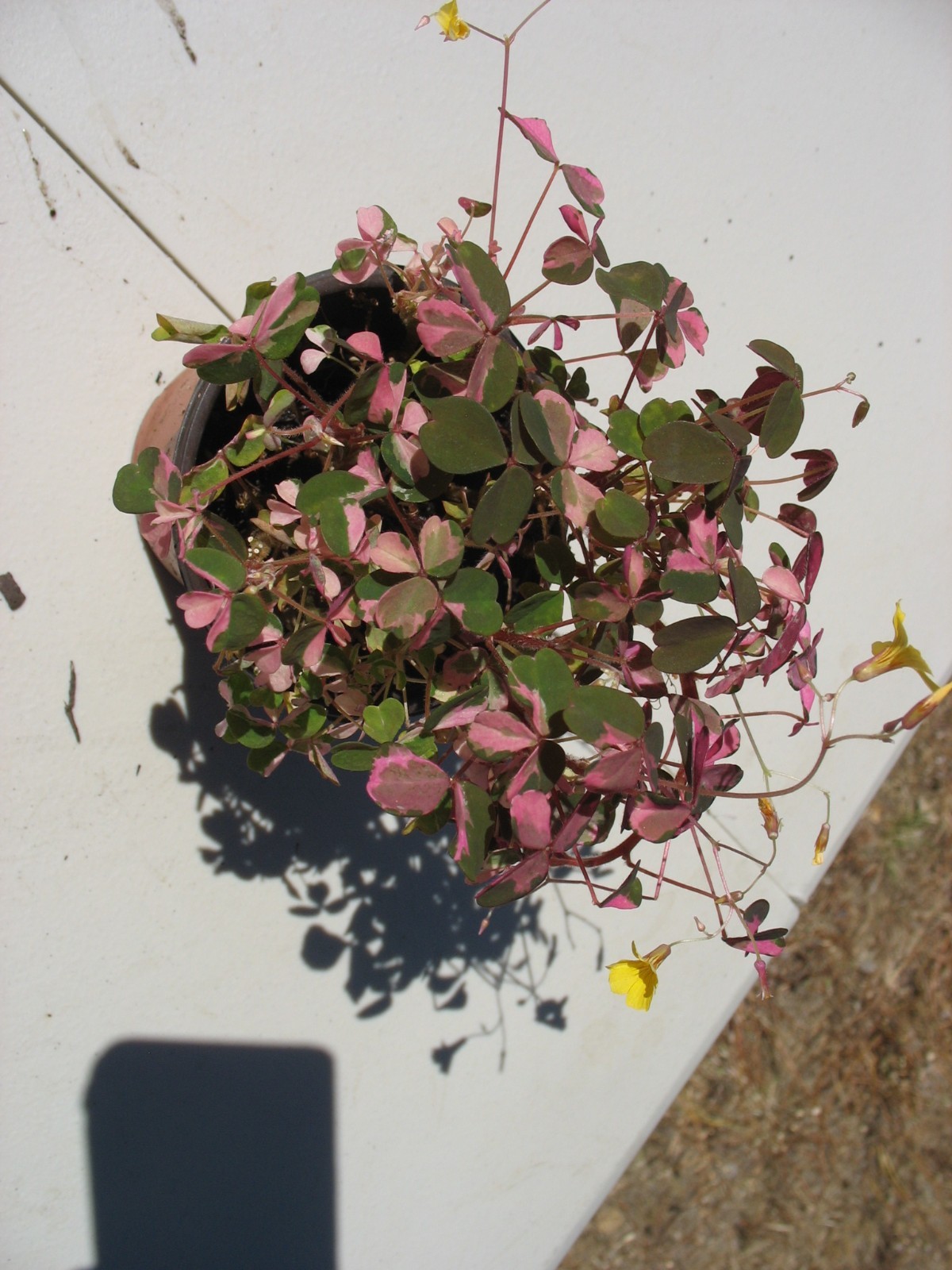 Oxalis Plum Crazy 3.5” Potted – Pink Plant Yellow Flowers