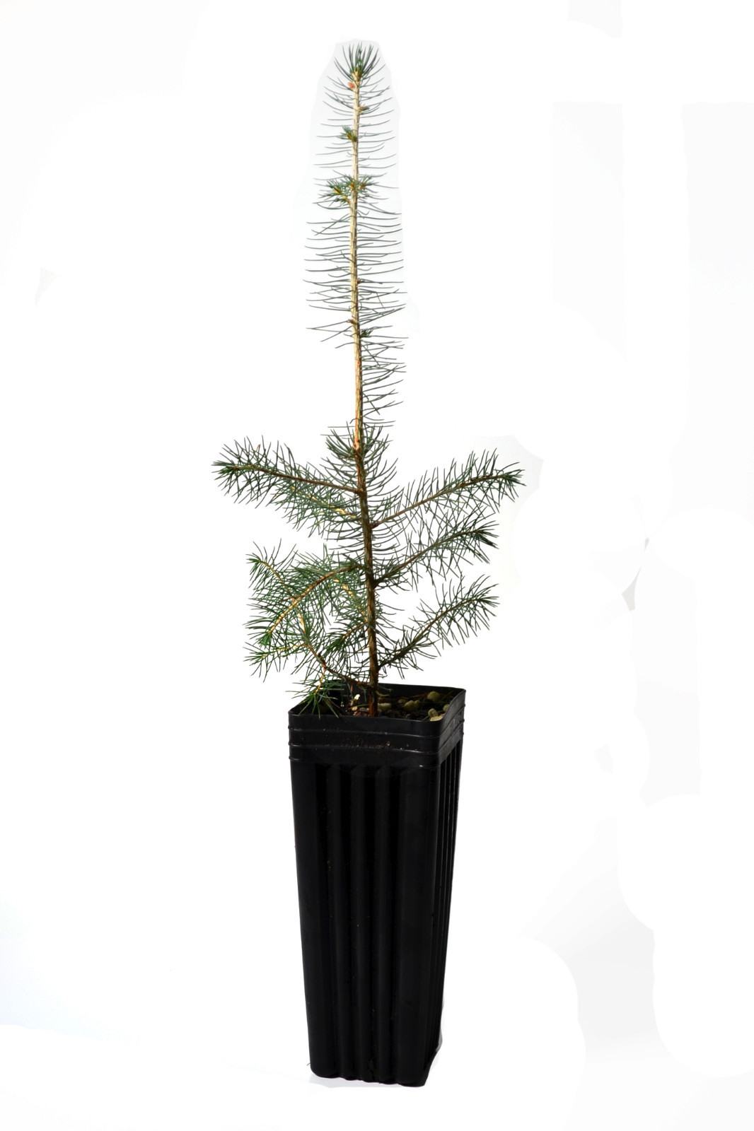 TreesAgain Potted Norway Spruce Tree – Picea abies – 11 – 20+ inches