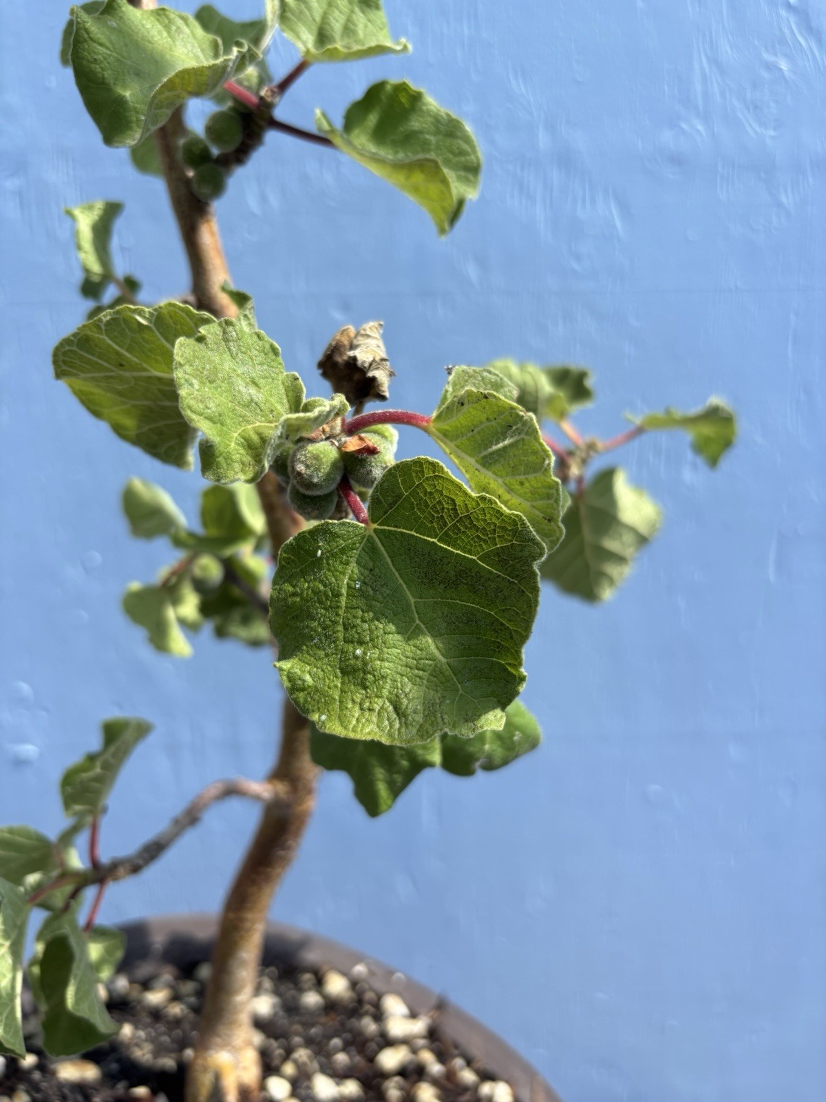 Ficus Tettensis