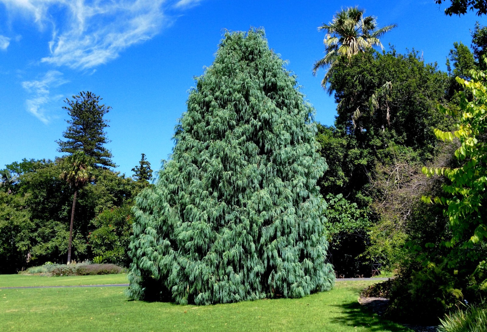 Kashmir Bhutan Weeping Cypress Tree Seeds (Cupressus Cashmeriana) Blue Evergreen