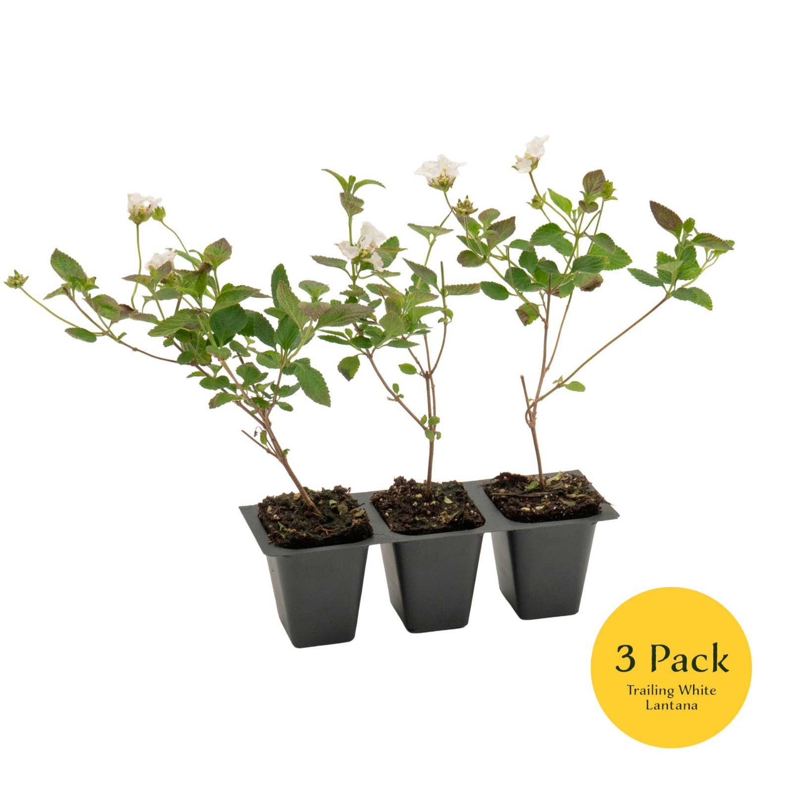 Trailing White Lantana, Live Plants (Lantana Montevidensis) in 2.5″ Nursery Cube