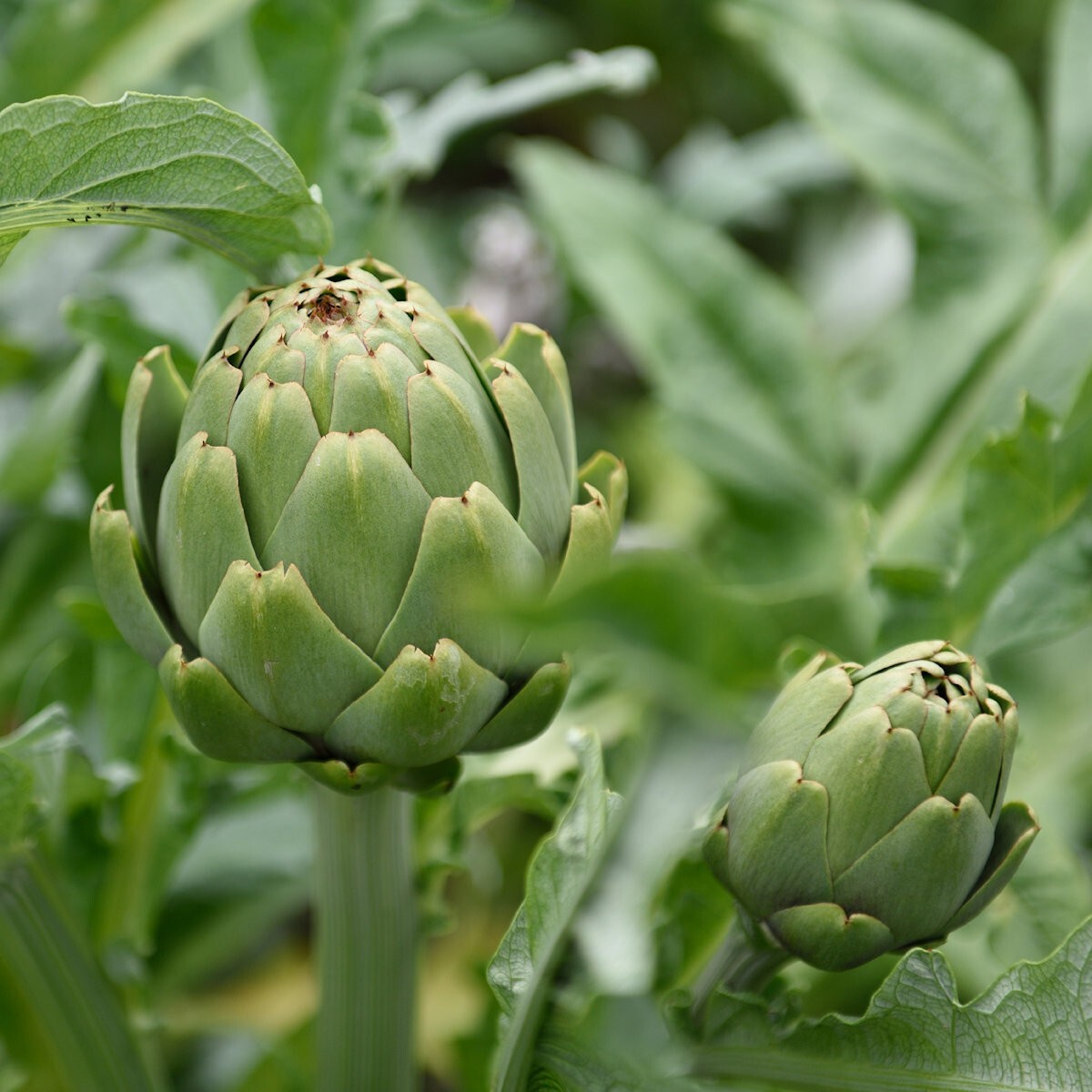 1/4 Lb Green Globe Artichoke Seeds – Everwilde Farms Mylar Seed Packet