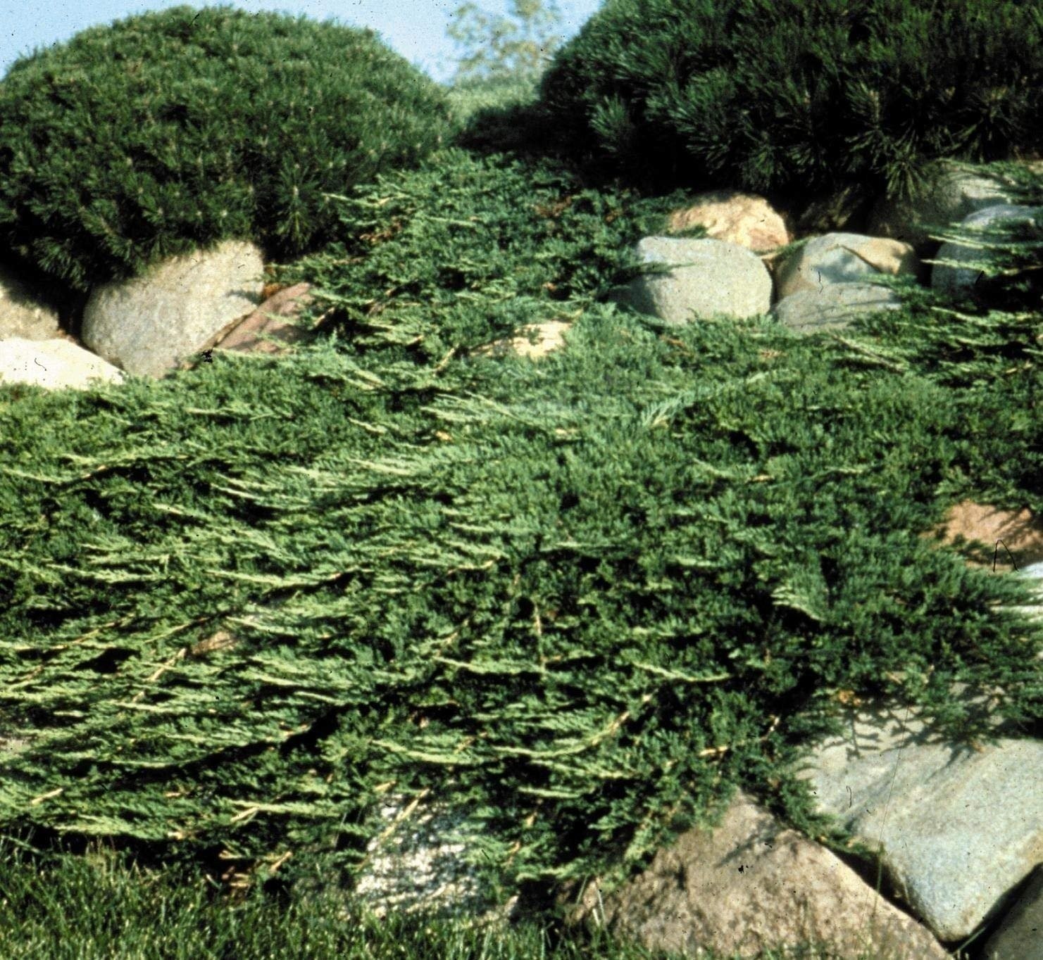 Juniper Prince of Wales | 2 Inch | Juniperus horizontalis | Groundcover Plant