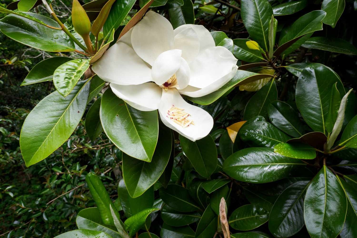 1 Southern Magnolia Tree 12-24″ Magnolia grandiflora Bare Root