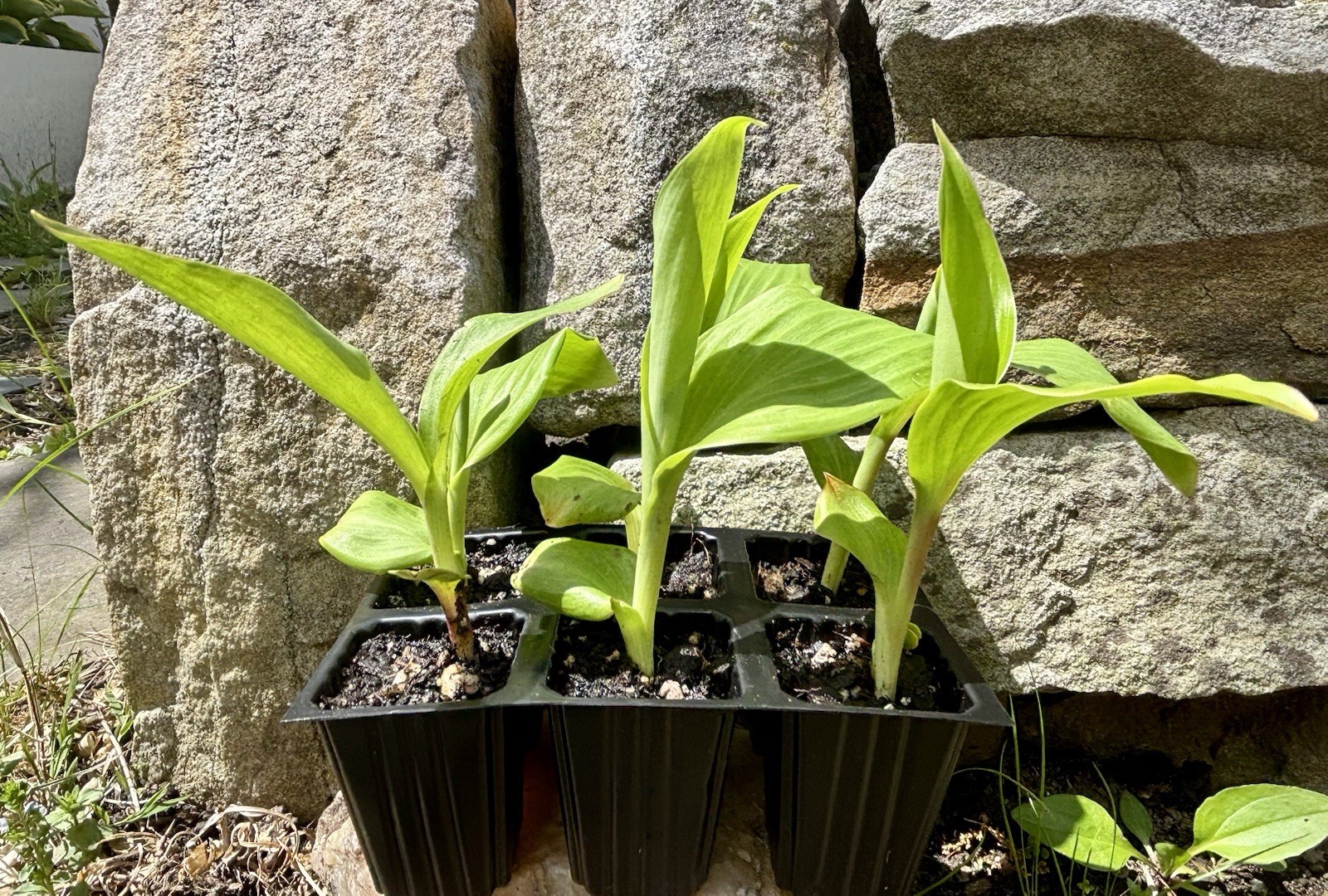 Tropical Garden Starter Baby Canna Lilies 6 Live Plants In Premium Soil Wrapped