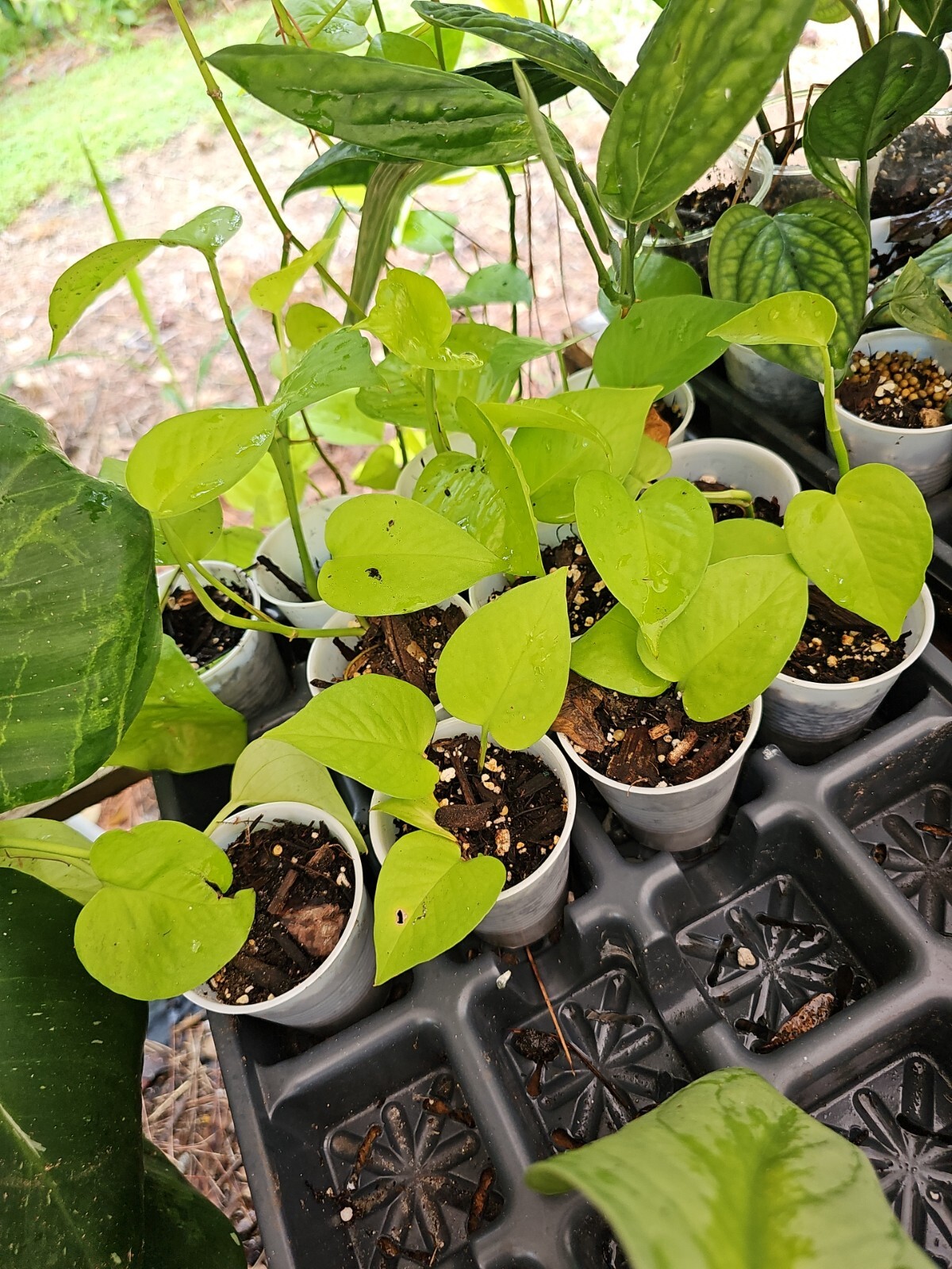 Rooted Neon Pothos 2,5″ POT rooted plant NO CUTTING