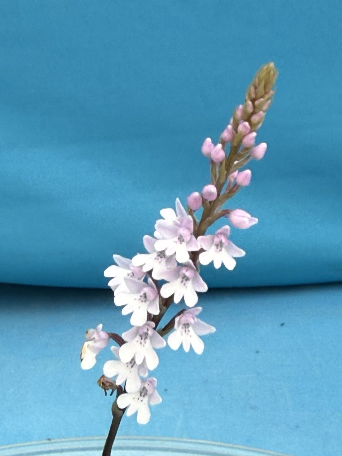 Stenoglottis woodii BS Pink Purple Orchid Species 2″ Pot NEW GROWTH WITH SPIKE