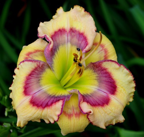 2 Double Bareroot Fans Butterfly Shores Daylily