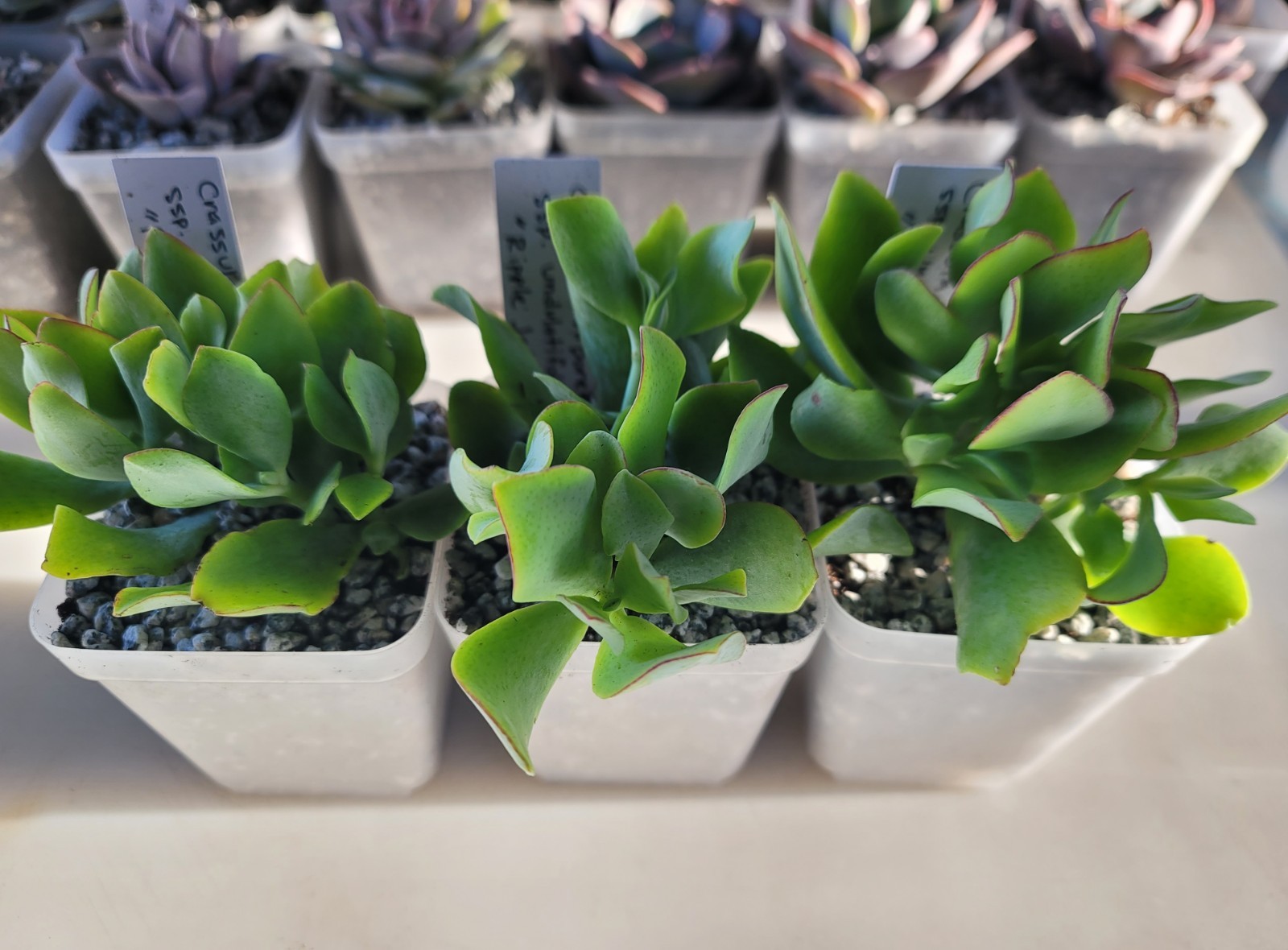 Live Rooted Plant Crassula Arborescens ssp. Undulatifolia Succulent In 3″ Pot