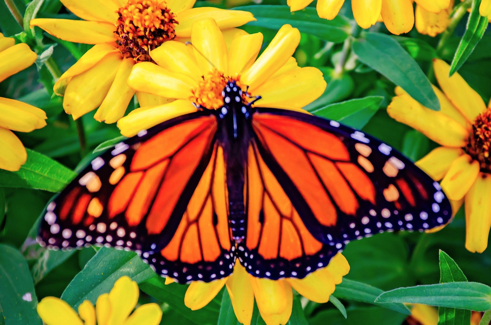 250 ORANGE CLASSIC ZINNIA Elegans (Narrow Leaf / Creeping Zinnia) Flower Seeds