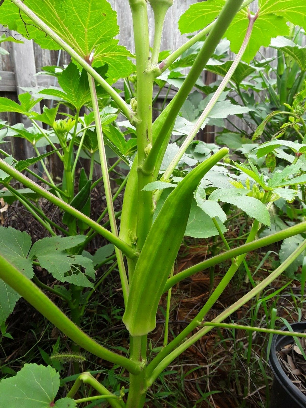 100 Clemson Spineless Okra Seeds Super Prolific Healthy Very Tasteful NON-GMO