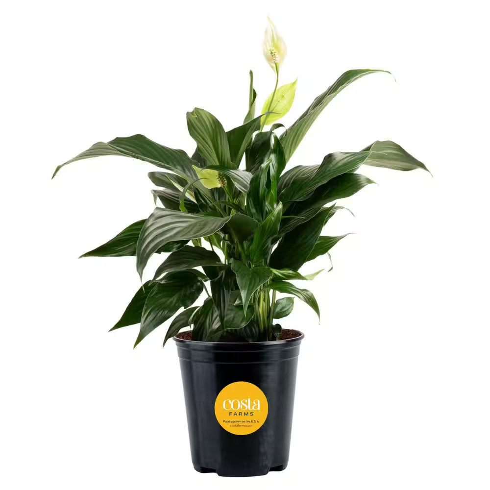 Spathiphyllum Peace Lily Indoor Plant in 6 In. Grower Pot, Avg. Shipping Height