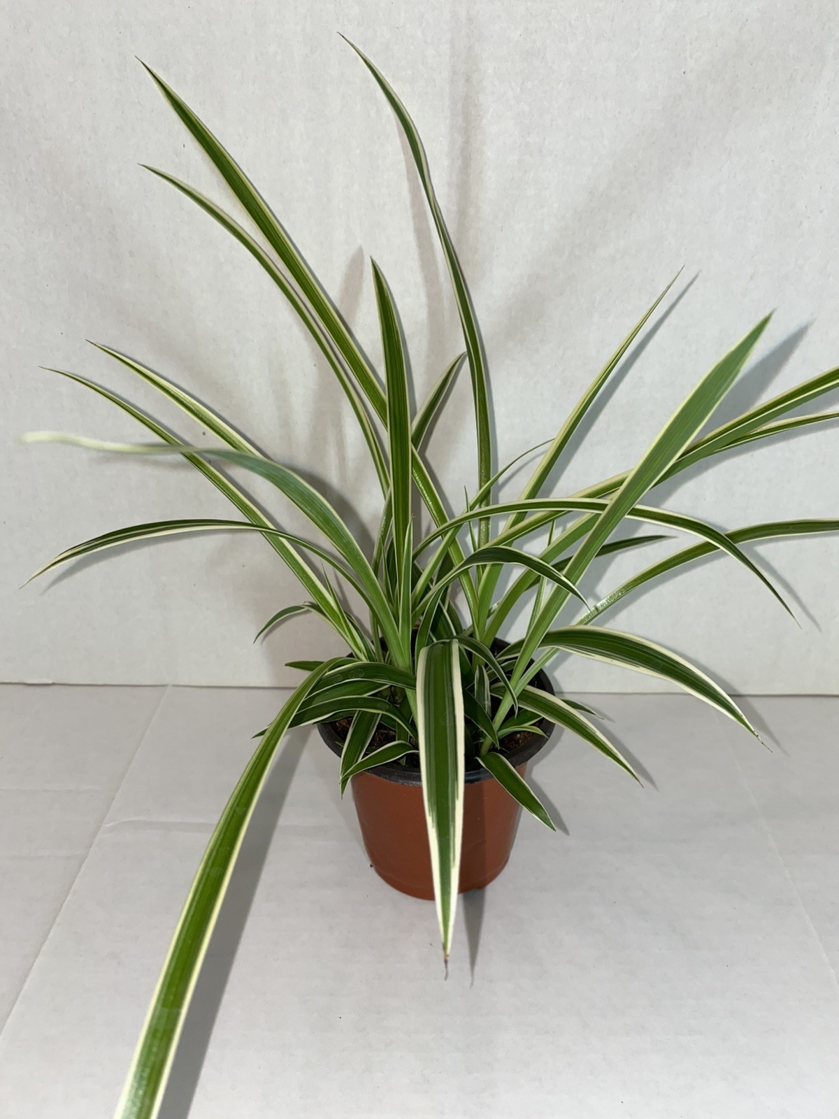 Spider Plant – Rooted Starter Plant – Easy to grow and ready to repot
