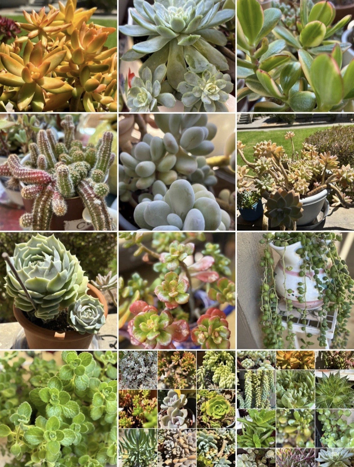 15 Assorted Potted Succulent Houseplants, Draught Resistant, Multi-Color