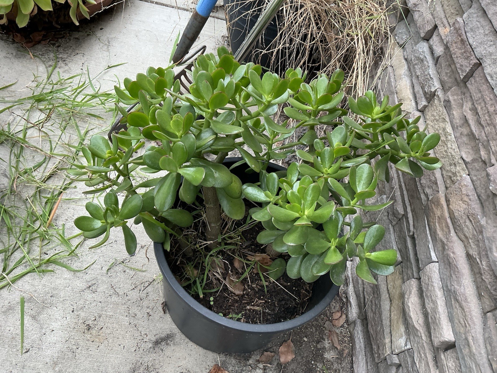 Healthy lush green Crassula Ovata Jade Plant cluster, Rooted 17” 16” 12” Roots
