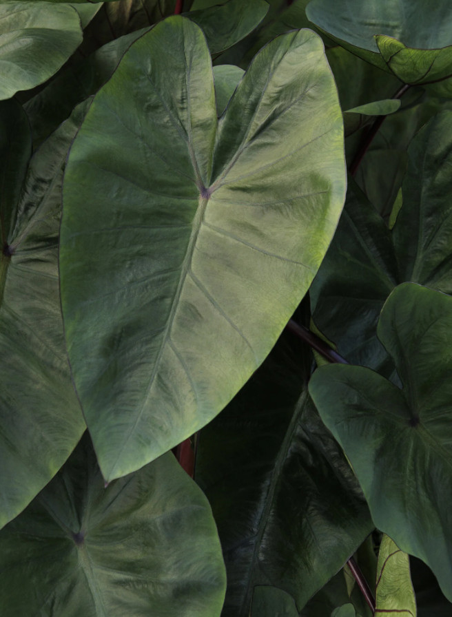Hawaiian Punch Colocasia Live Plant – 3–5” Tall – 4″ Pot – Ship No Pot