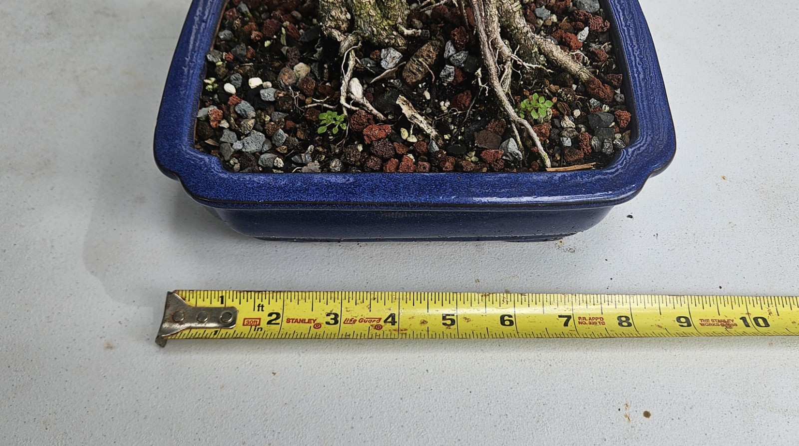 Ficus Bonsai Exposed Roots Nice Nebari