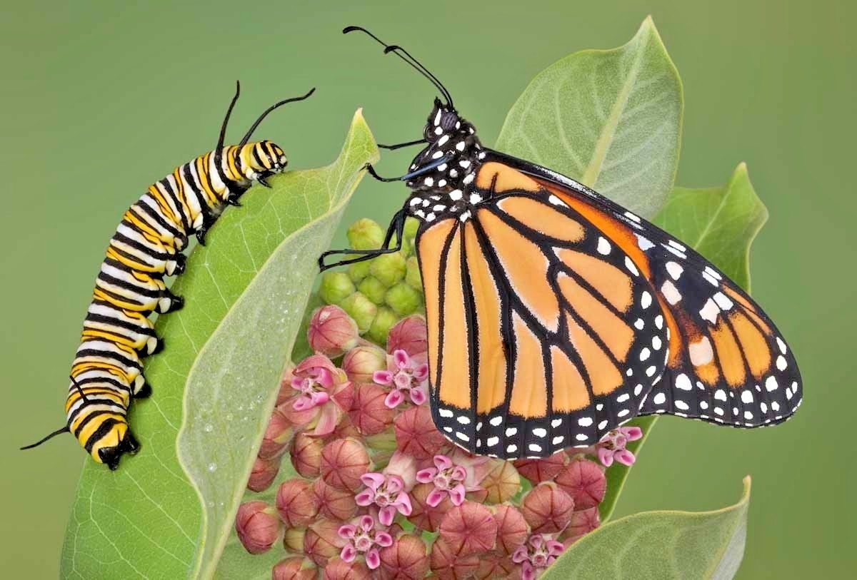 51+COMMON MILKWEED Seeds Native Wildflower Container Flower Garden Heat Cold