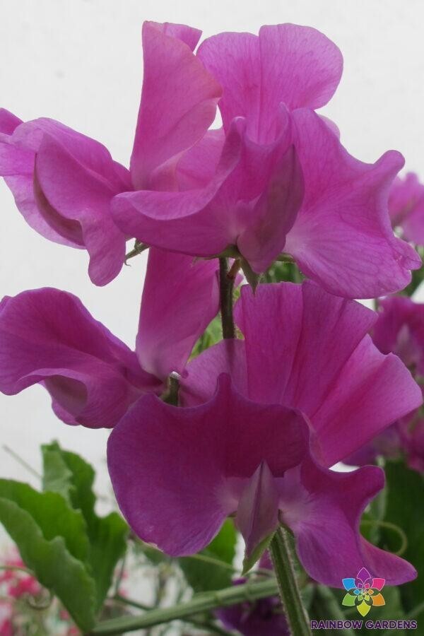 50+ Bridget McAleer Sweet Pea Seeds for Garden Planting – USA – FREE SHIPPING!