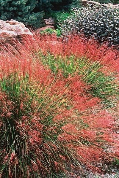 30 UNDAUNTED RUBY MUHLY GRASS SEEDS – Muhlenbergia reverchonii Undaunted’