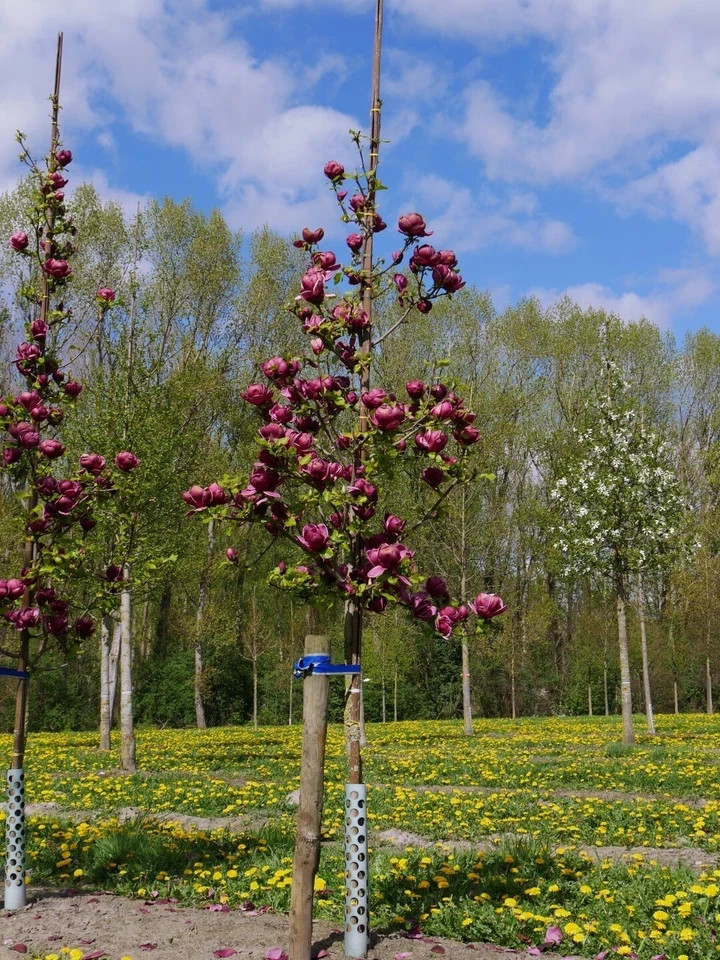 Genie~Magnolia Hybrid Tree~Deep Plum purple Fragrant Blooms! Large 1 Gallon Pot