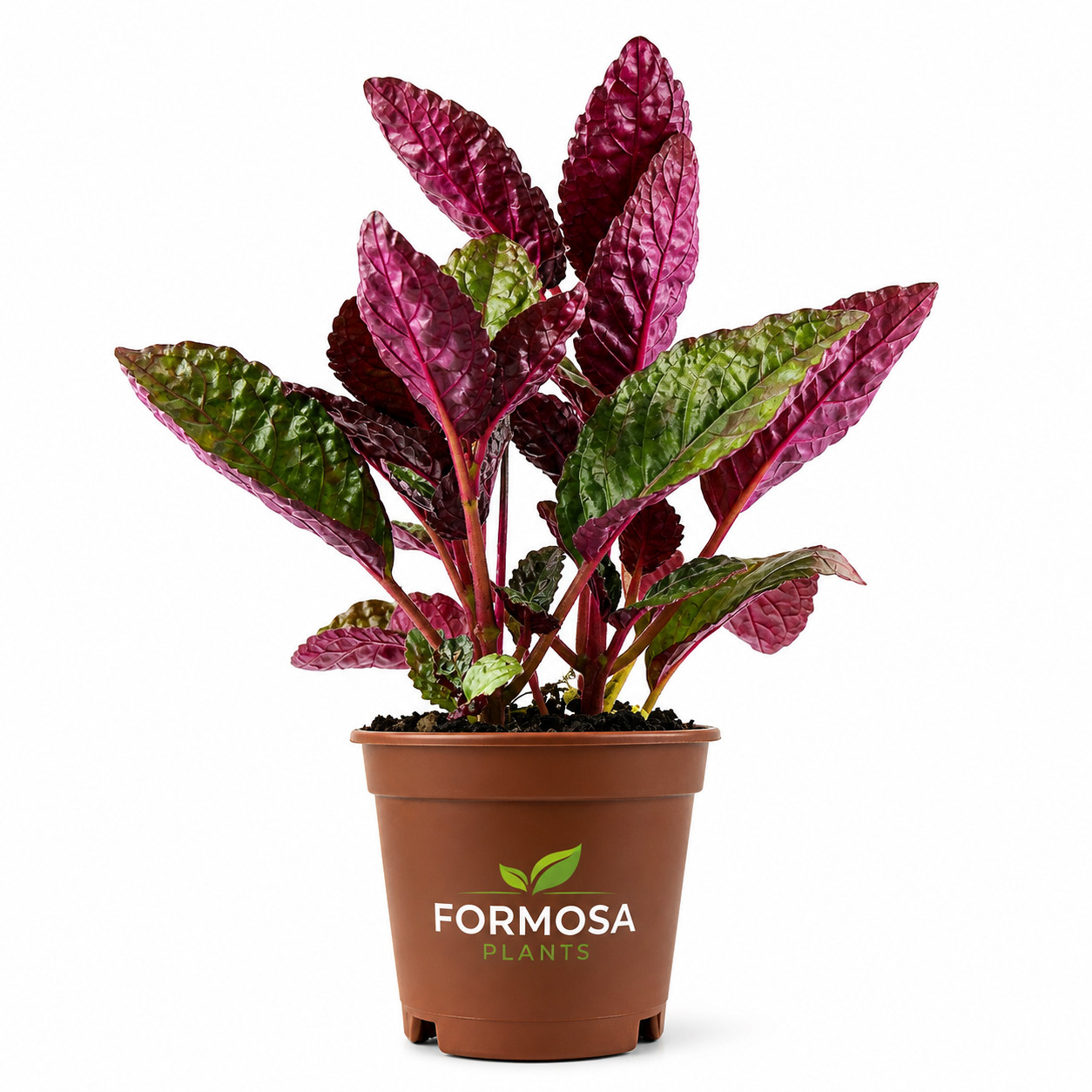 Purple Waffle Plant-1 Live Plant in a 2 Inch Pot-Hemigraphis alternata