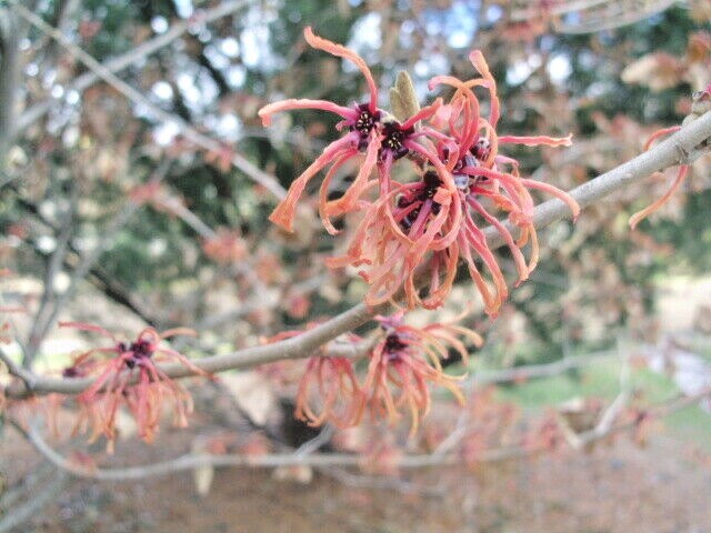 10 GEORGES WITCH HAZEL SEEDS – Hamamelis × intermedia