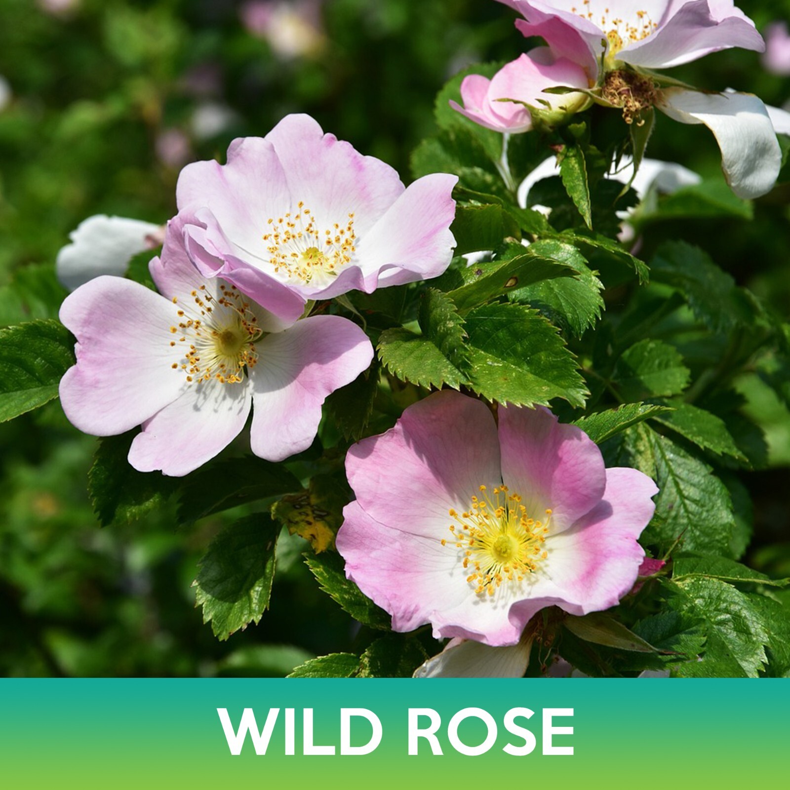 Wild Rose Seeds, Rosa virginiana