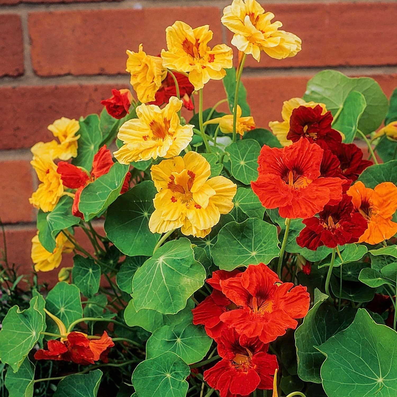 Multicolored Nasturtium Seeds, 350+ Heirloom, Full Sun, Summer Bloom