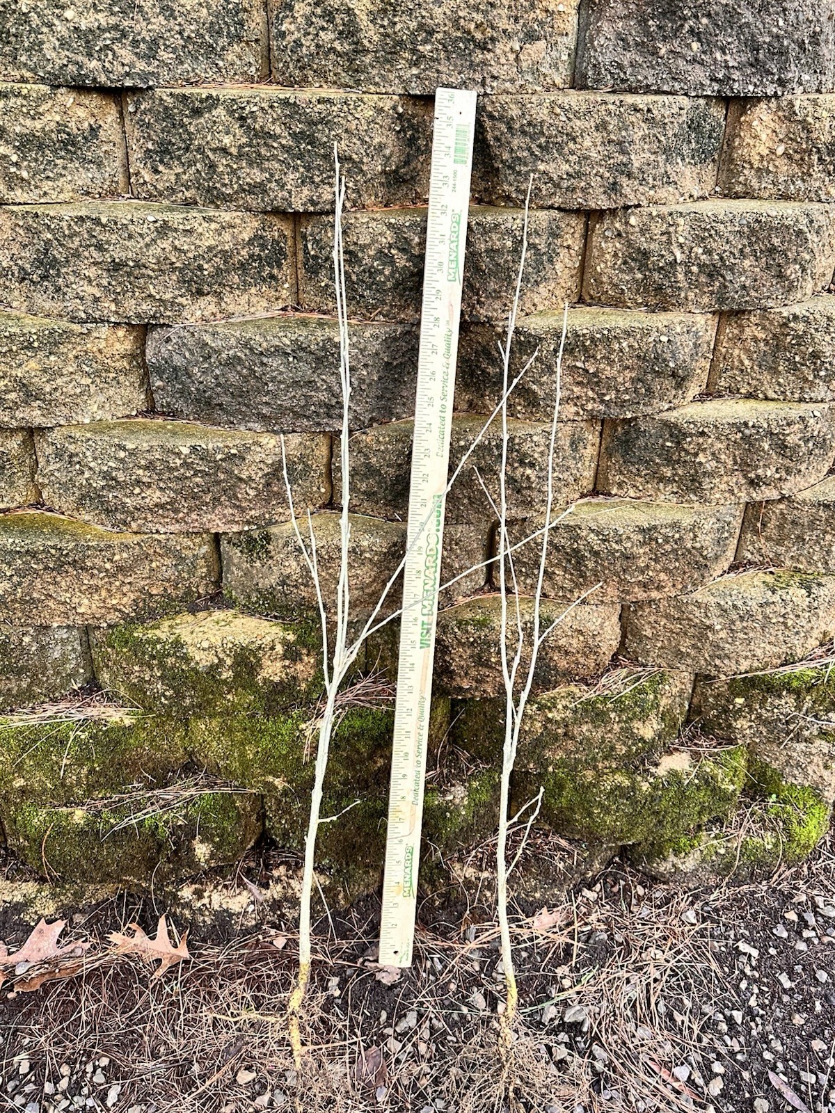 (2) Hardy Hybiscus Rose of Sharon live starter plants. Zones 5-9