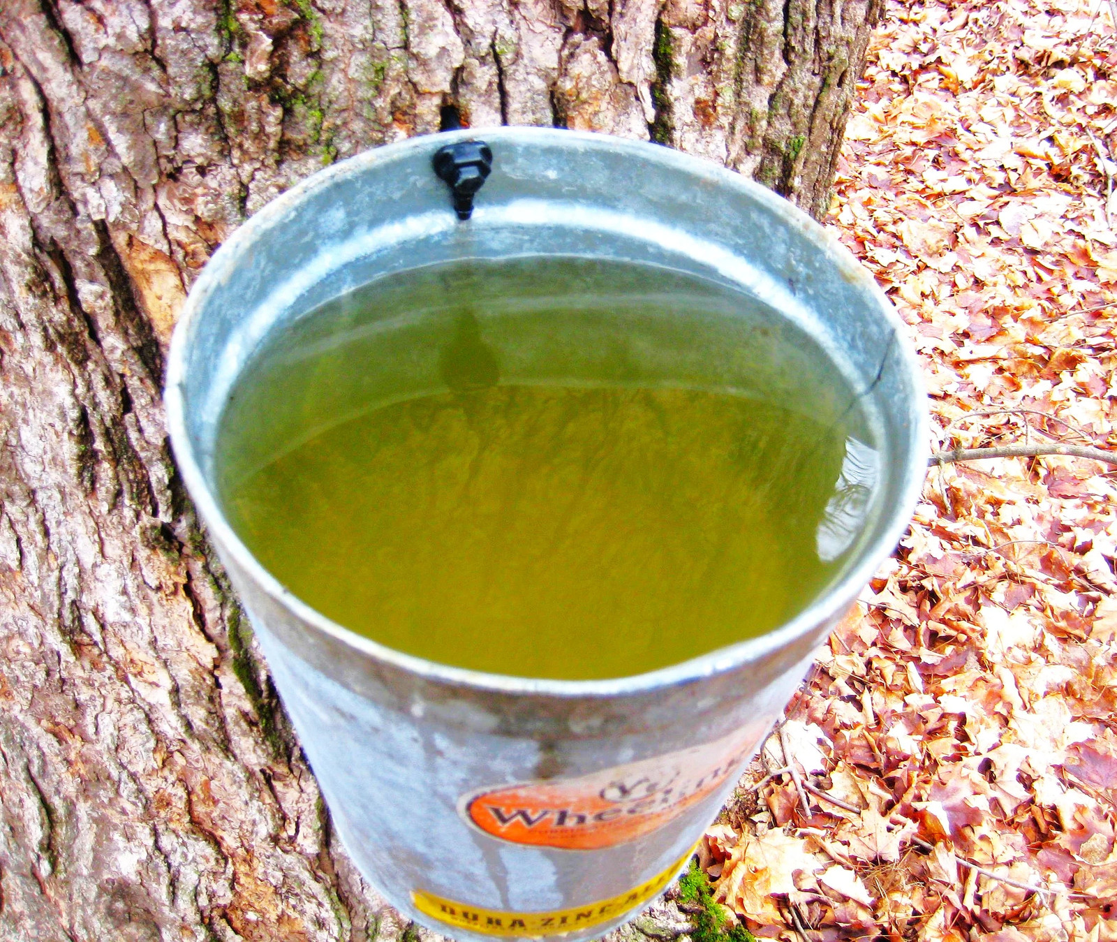 Sugar Maple Tree Seeds – For 2026 Planting Acer Saccharum Sweet Syrup Canadian