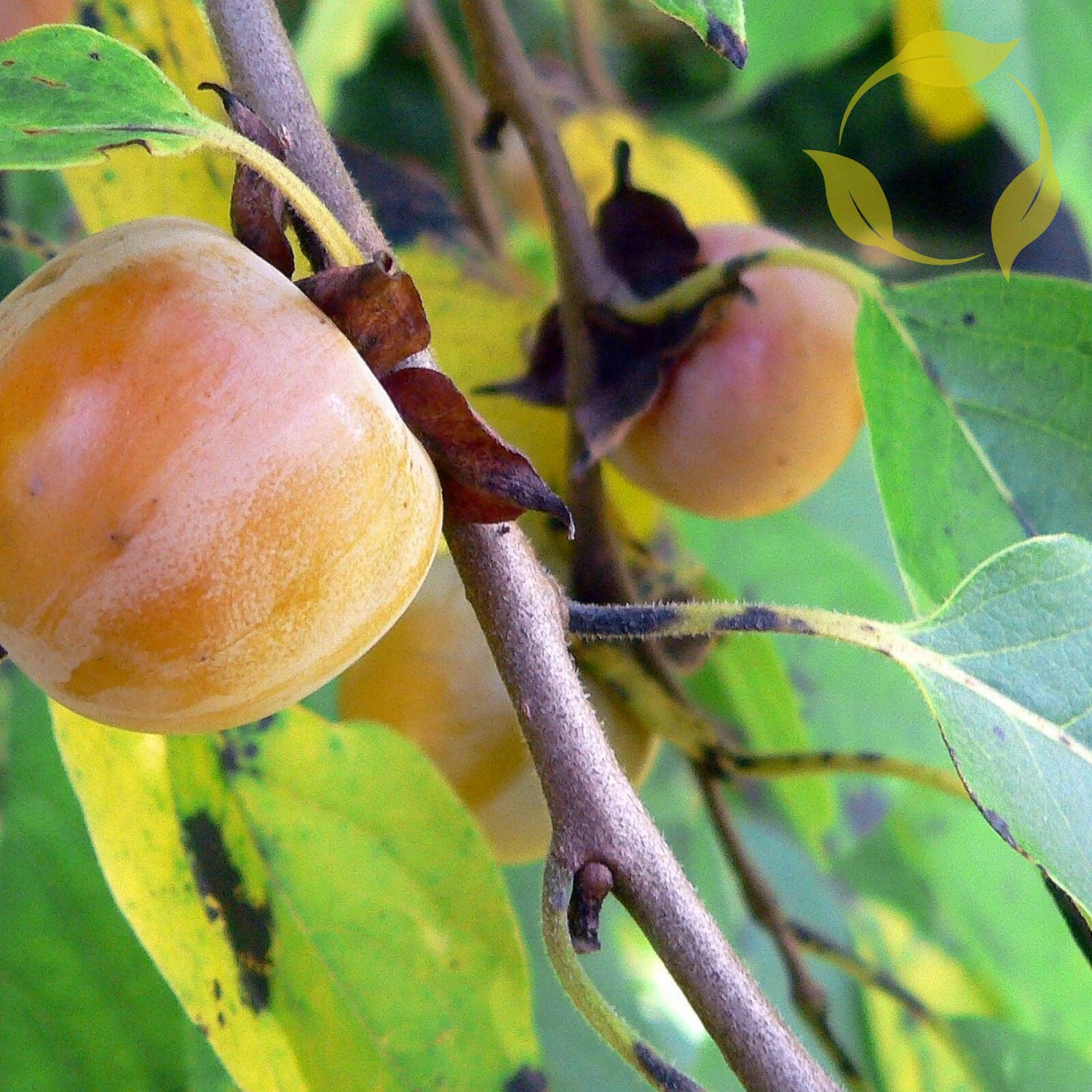 PERSIMMON Diospyros Virginiana – 10+ SEEDS