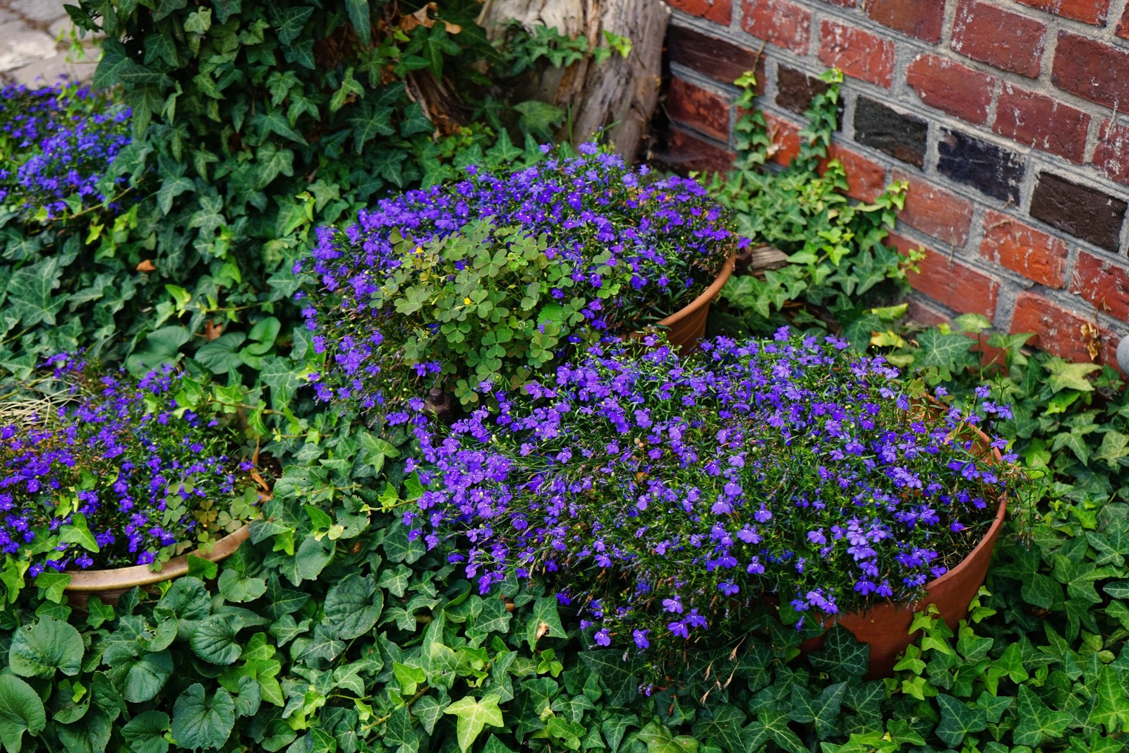 200 CRYSTAL PALACE Purple BLUE LOBELIA REGATTA Erinus Flower Seeds *Comb S/H