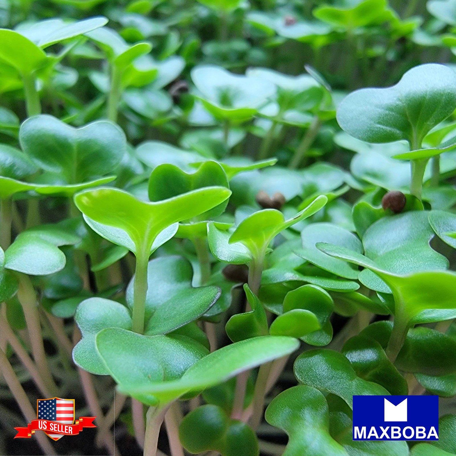 Cabbage Microgreens Seeds – Golden Acre 3200 Organic Non-GMO Heirloom