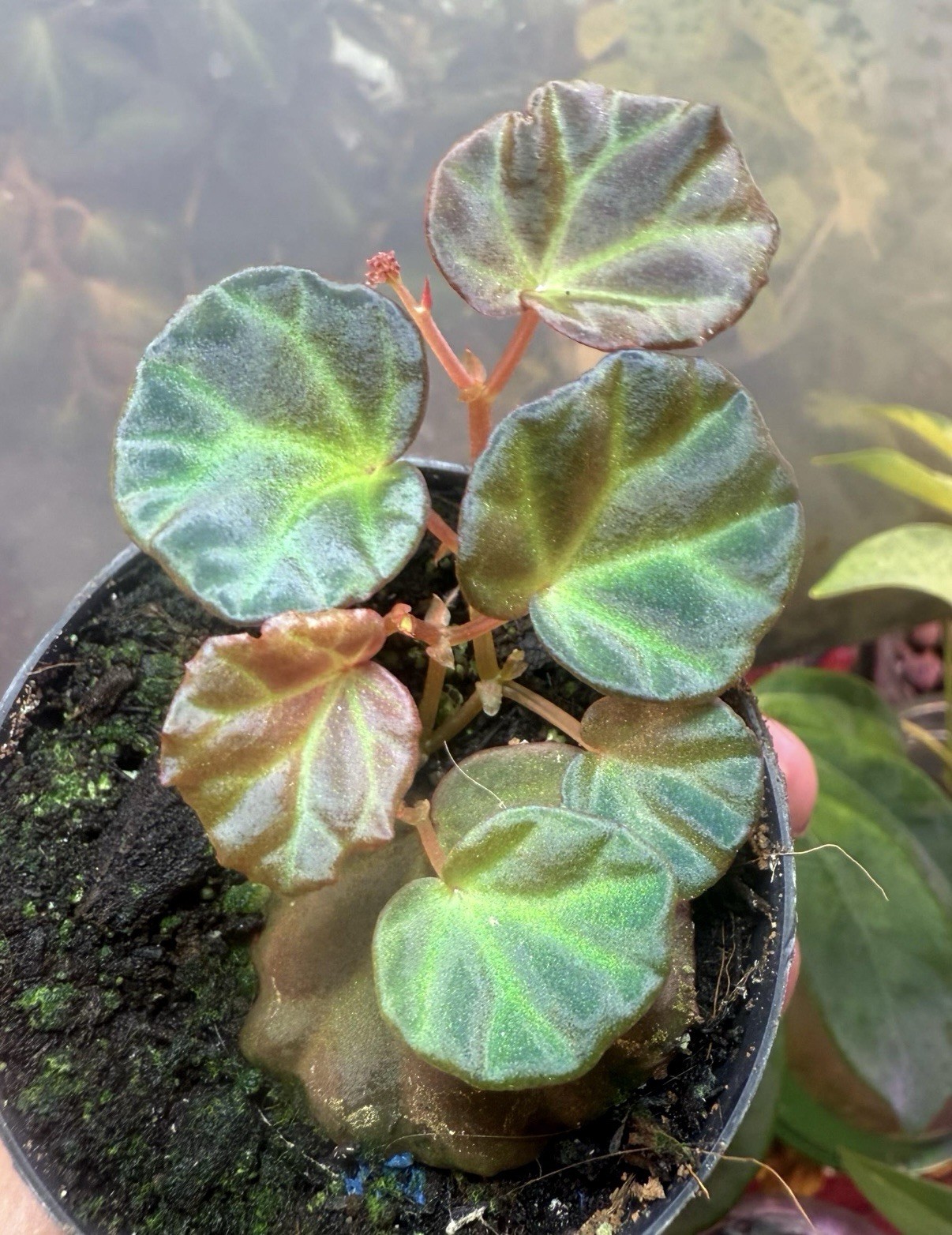 Begonia Sarawak, RARE, Blue Iridescent Leaves, Terrarium, In A 2.5” Pot, exact