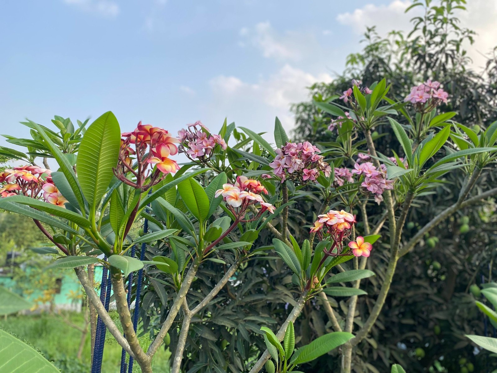 Sunset Gold (Aztec x Kaneohe Cross) (3 Tip) Plumeria Cutting