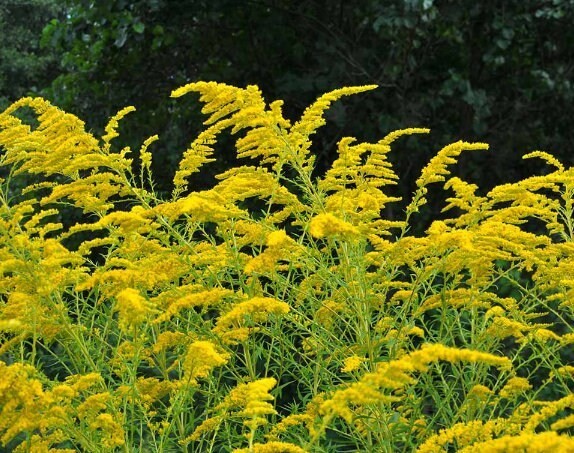Wild Harvested Native Organic Dried Goldenrod Leaves and Flowers