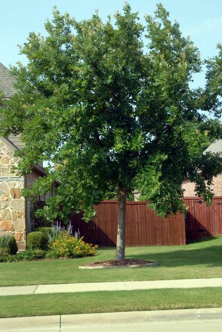 CHINKAPIN OAK (4) TREES 12-14″ w/free Orange tree