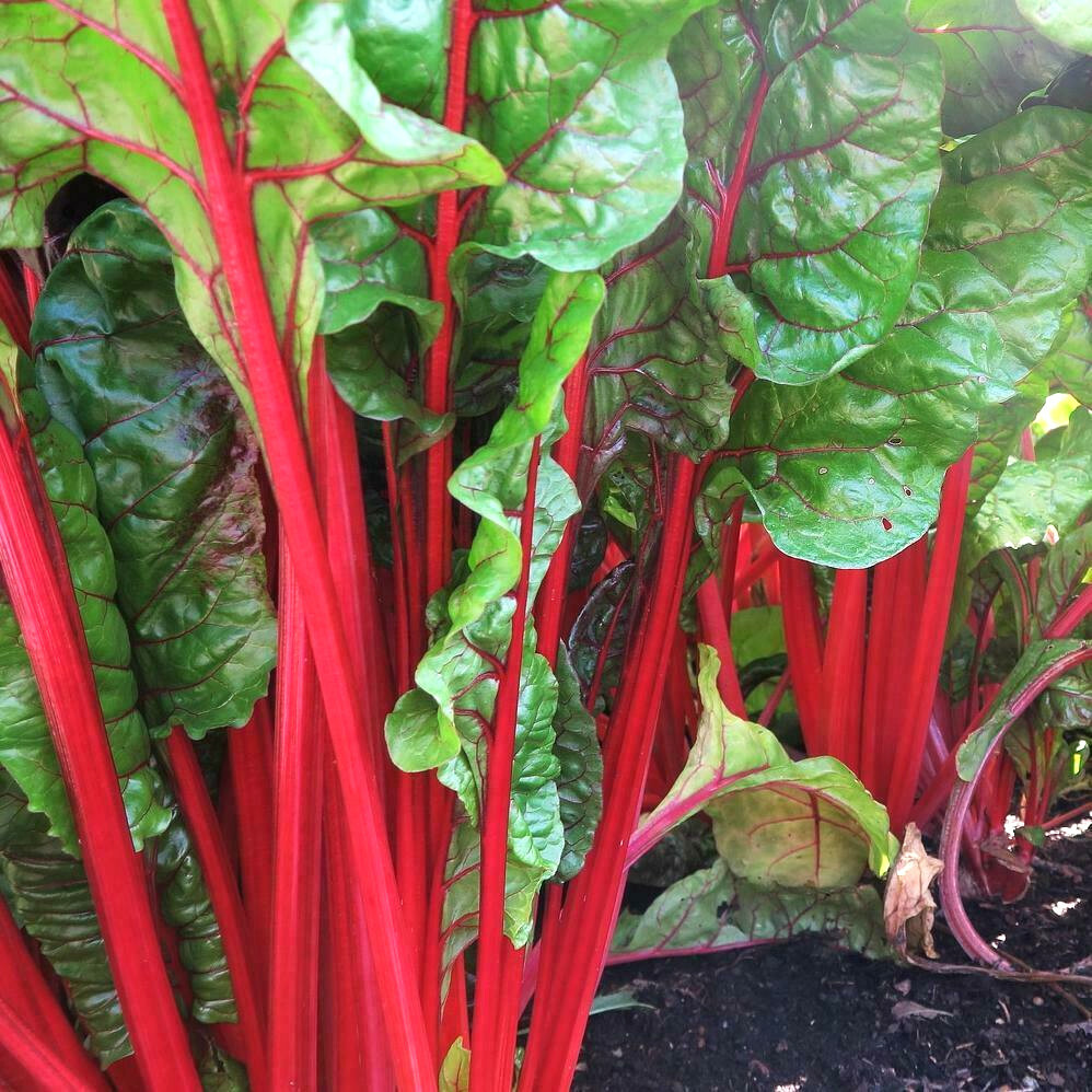 Ruby Red Rhubarb Swiss Chard Seeds | Silverbeet Crimson Silver Beet Spinach 2024