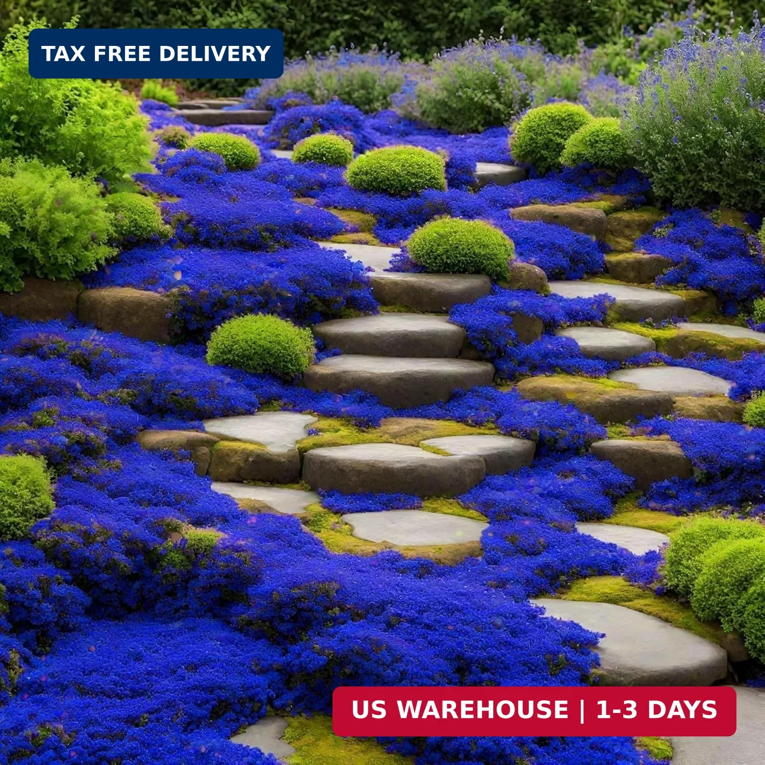 29000+ Magic Creeping Thyme Seeds for Planting Perennial Ground Cover Plants Thy