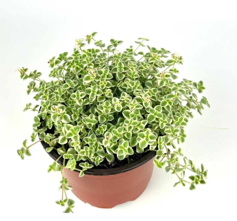 Sedum Little Missy Plant 4″ Pot – Variegated Succulent – Stonecrop Groundcover