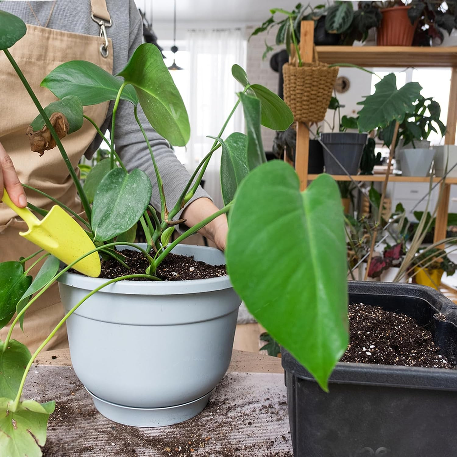 Monstera Potting Soil 1Qt – Premium Tropical Blend with Rapid Drainage for Growi