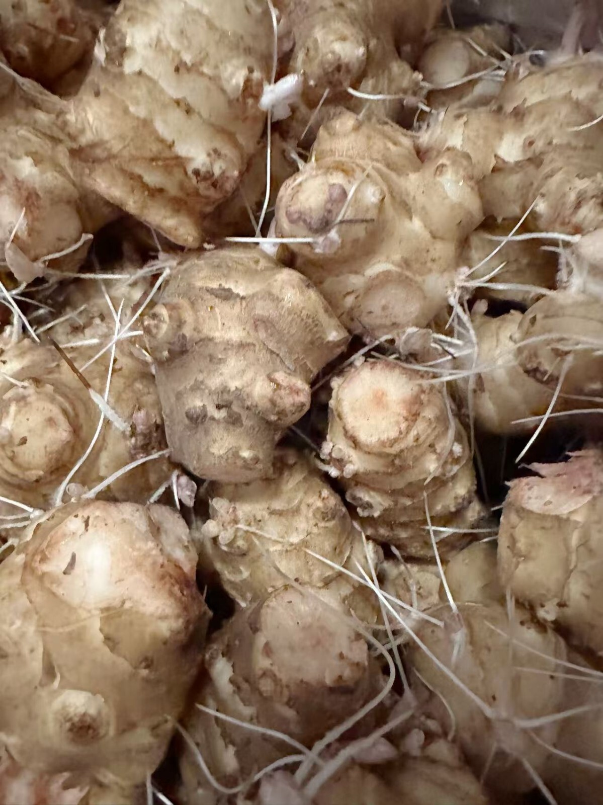 Sunchoke / Jerusalem Artichoke – Individual Tubers For Planting