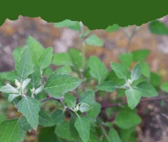 10 Organic Non GMO Lambs Quarter Seeds Heirloom