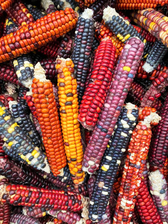 Painted Mountain Ornamental Corn Seeds (Organic) | Rainbow Indian Dent Seed 2024